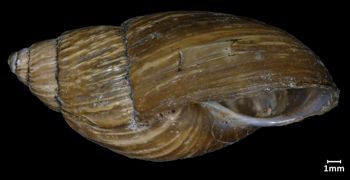 Media type: image;   Malacology 133207 Aspect: lateral